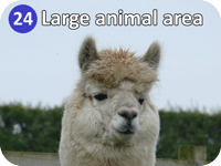 med alpacatitles