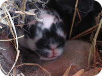 med babybunny