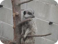 med meerkats4