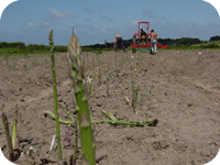 med_asparagus_3