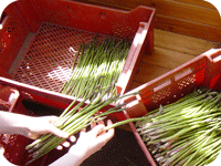 med_asparagus_4
