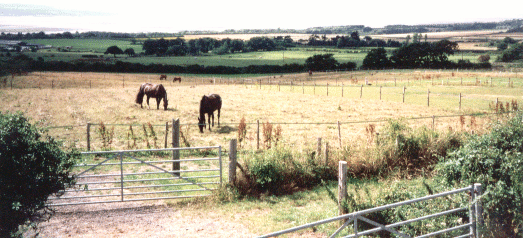 One of the grazing paddocks overlooking the River Dee.